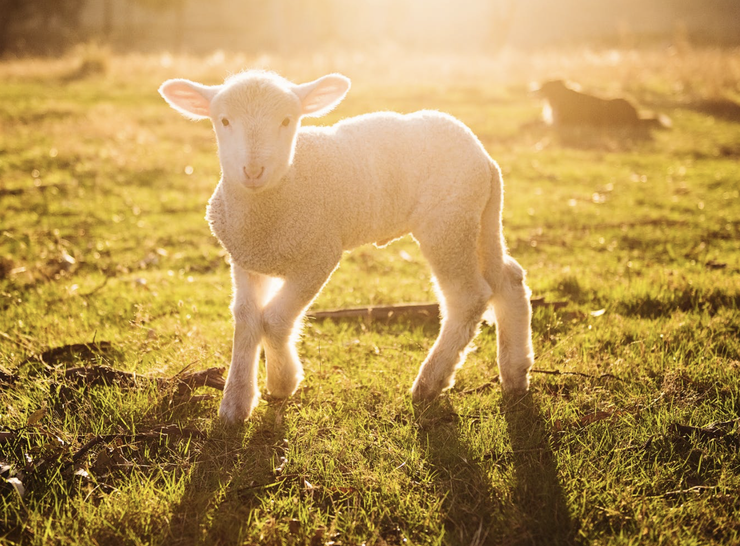 The passover lamb is chosen on Nisan 10.