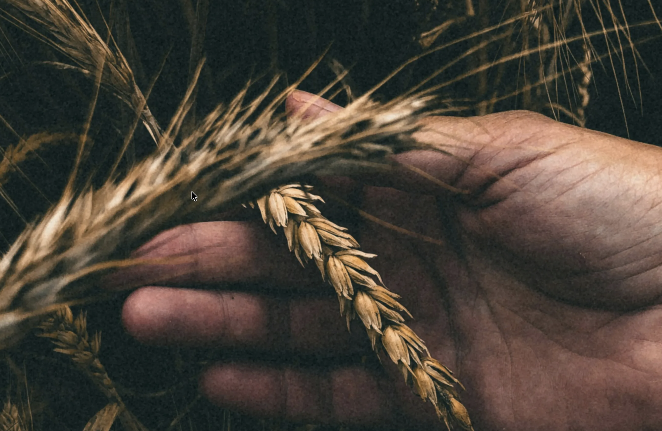 Firstfruits offering.